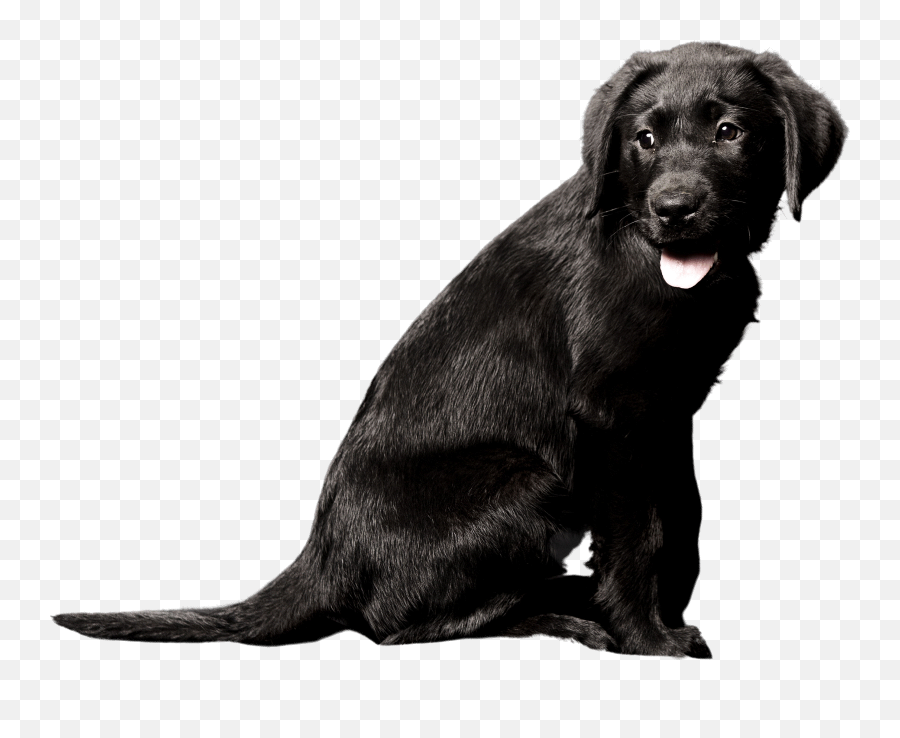 Donation U2013 Circle Tail U2013 Helping Dogs Help People Emoji,Black Lab Png