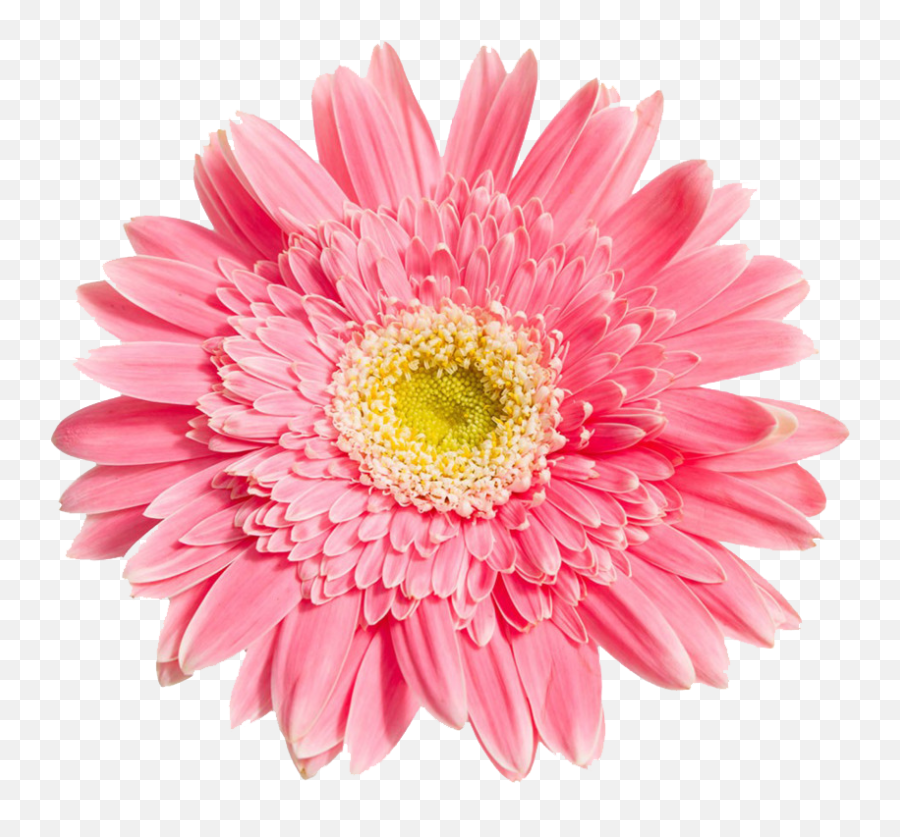 Download Pink Daisy Like Flower Png Png Image With No Emoji,Daisy Flower Png
