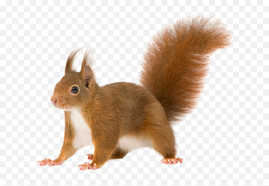 Squirrel - Squirrel Transparent Clipart Emoji,Squirrel Png
