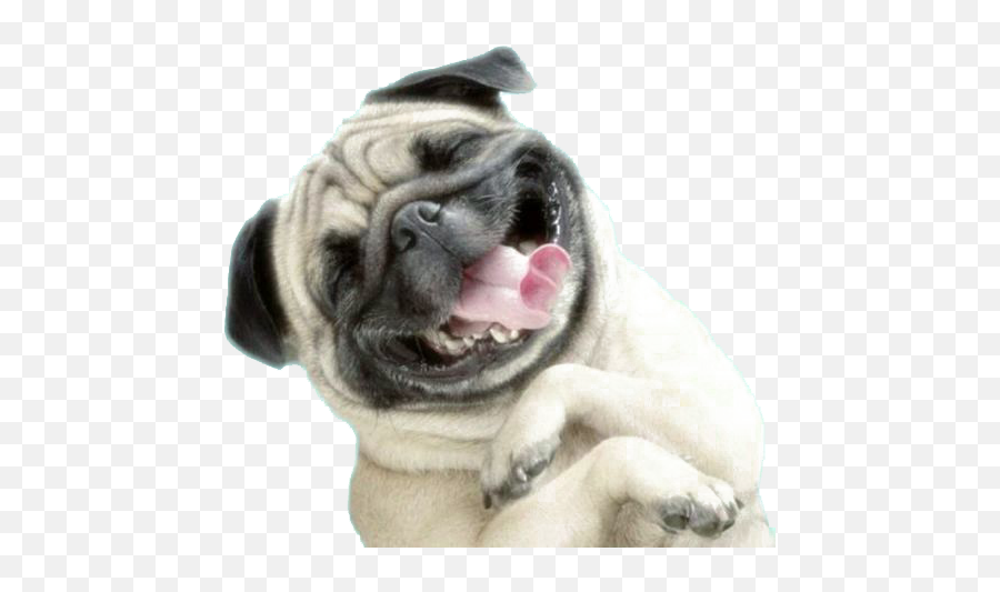 Download Wallpaper Pug Dog Plus Iphone Puppy Sharpei Clipart - Happy Pug Emoji,Pug Clipart