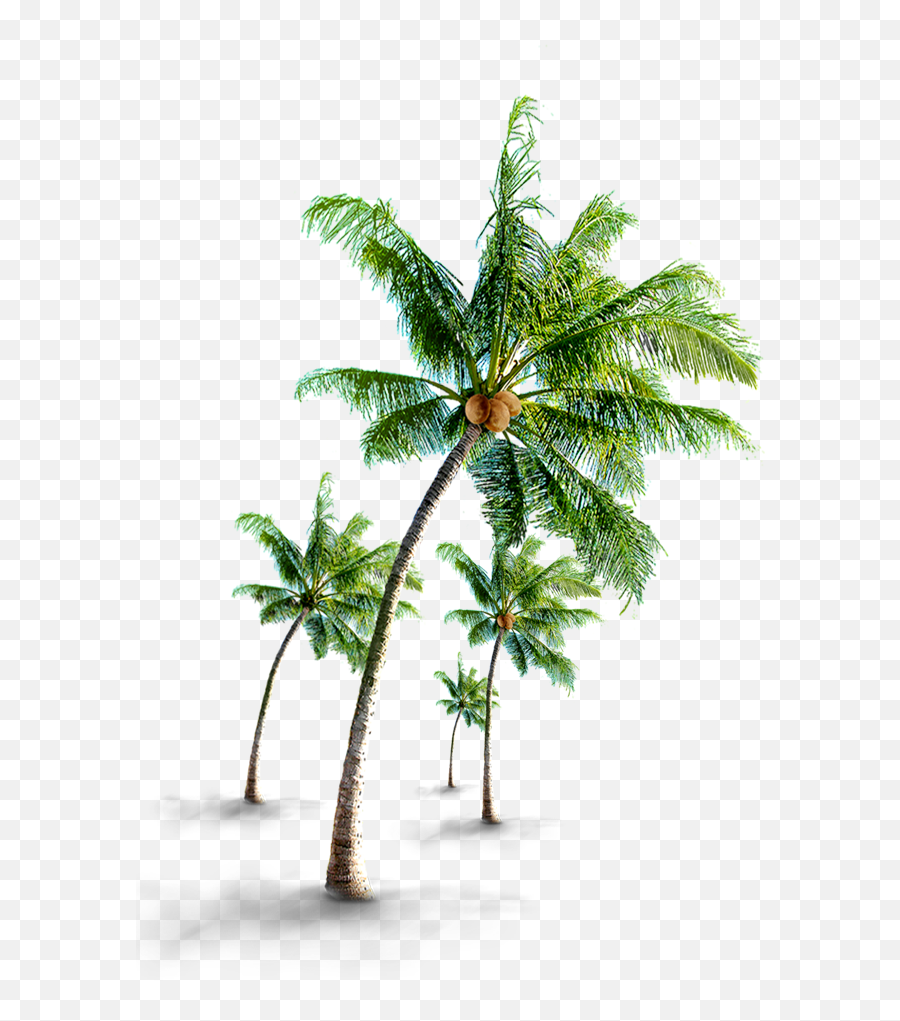Beach Coconut Tree Png Clipart Background Png Play - Natural Coconut Tree Images Png Emoji,Coconut Clipart