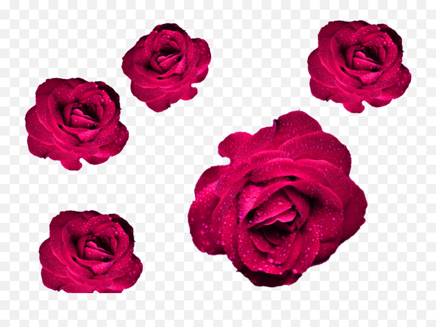 Maroon Roses Png File Roses Cool Png For Your Projects - Girly Emoji,Happy Anniversary Clipart