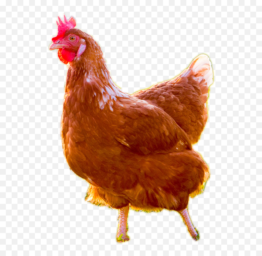 Brown Chicken Transparent Images - Chicken Brown Png Emoji,Chicken Transparent