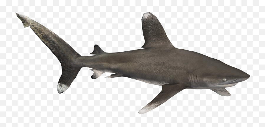 Oceanic Whitetip Shark Zerosvalmont Zt2 Download Library - Oceanic White Tip Png Emoji,Shark Transparent Background