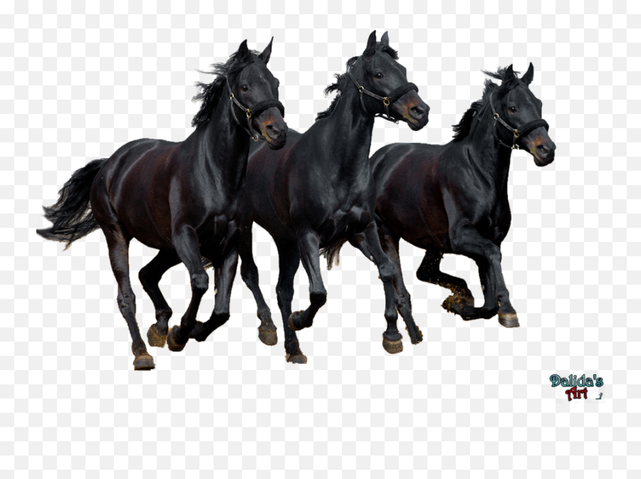 Horse Png Download Image - Running Black Horse Png Emoji,Horse Png
