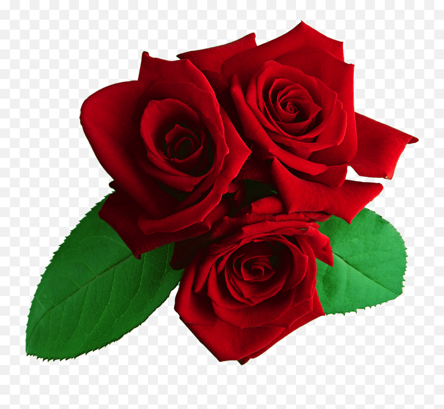 Rose Flower Transparent Background - Red Rose Png Images Free Emoji,Pink Flower Transparent