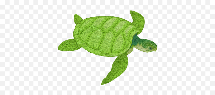 Download Turtle Animal Sea Animal - Endangered Species Actiities For Kids Emoji,Life Clipart