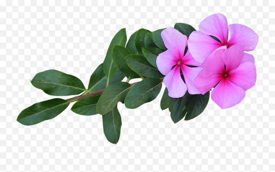 Image Png Pink Flowers - Free Photo On Pixabay Rose Periwinkle Png Emoji,Pink Png