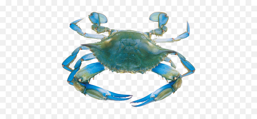 Crabs Wallpapers Blue Crabs Clipart Panda - Free Transparent Background Blue Crab Clip Art Emoji,Crab Transparent Background
