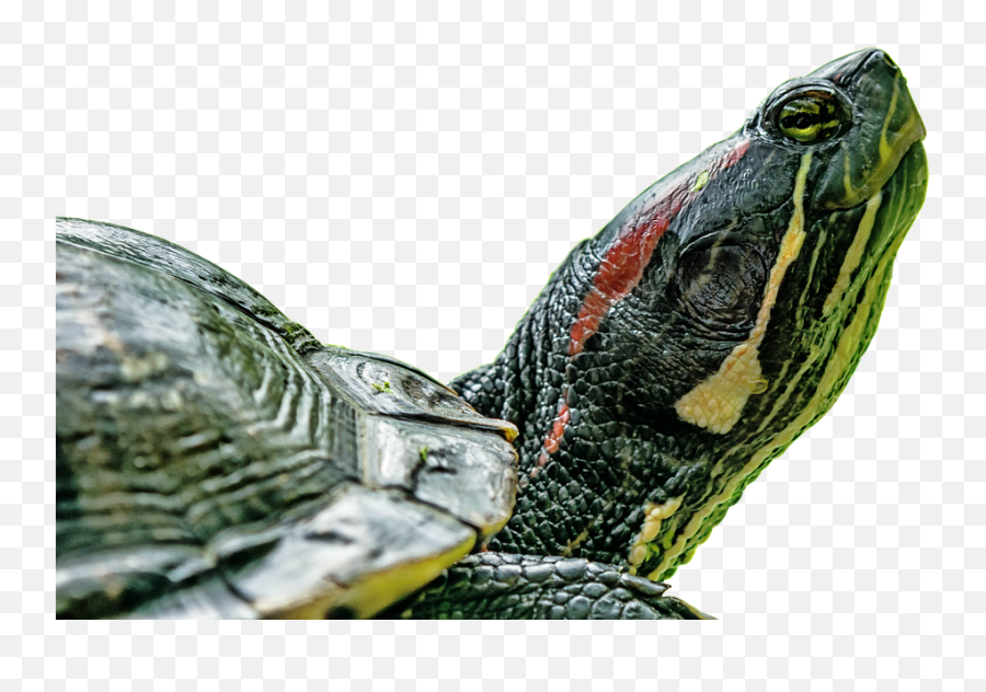 Turtle Transparent Png Image Free2 - Getintopik Pet Turtle In Nepal Emoji,Turtle Transparent