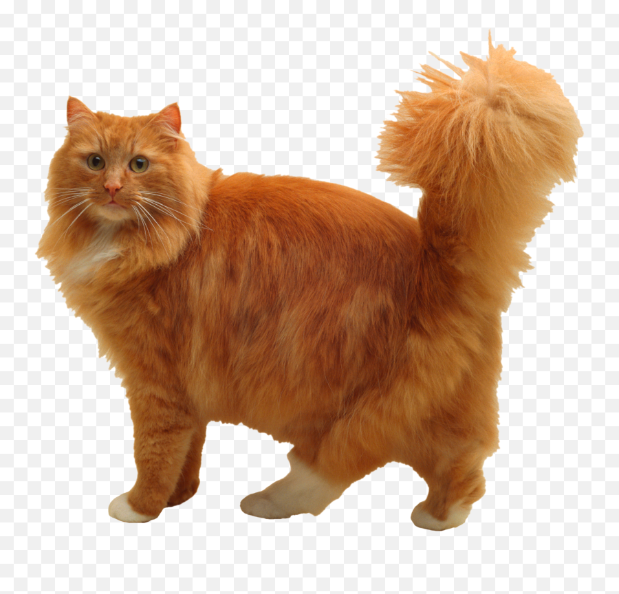 Cuddly Cat Png Image - Cat Png Emoji,Cat Png