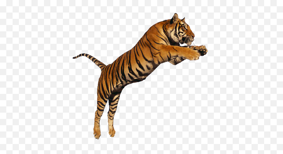 Standing Tiger Png Pic - Transparent Background Jumping Tiger Png Emoji,Png Images