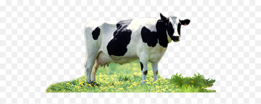Cow Milk Png Transparent Images U2013 Free Png Images Vector - Transparent Cow Milk Png Emoji,Milk Png