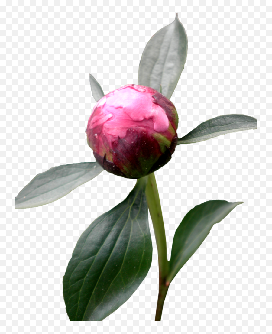 Peony Png Hd - Peony Png Leave Clipart Full Size Clipart Emoji,Peonies Clipart