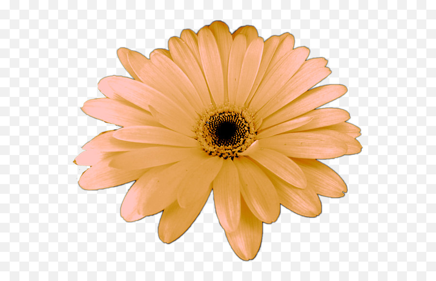 Peach Daisy Flower By Delynn Adams Spiral Notebook For Sale Emoji,Daisy Flower Png