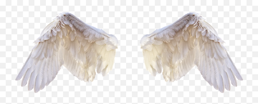 White Wings Wings Freedom Fly Bird - Angel Emoji,Feathers Png