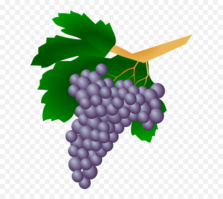 Free Photo Food Leaves Grapes Plant - Raisin Clipart Emoji,Grapes Clipart