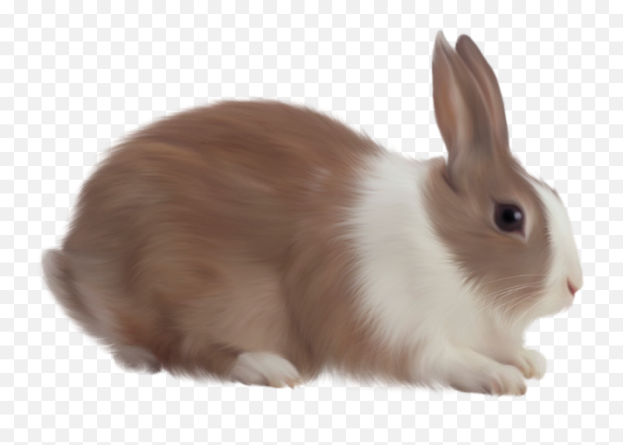 Rabbit Png Image - Rabbit Png Emoji,Png Images