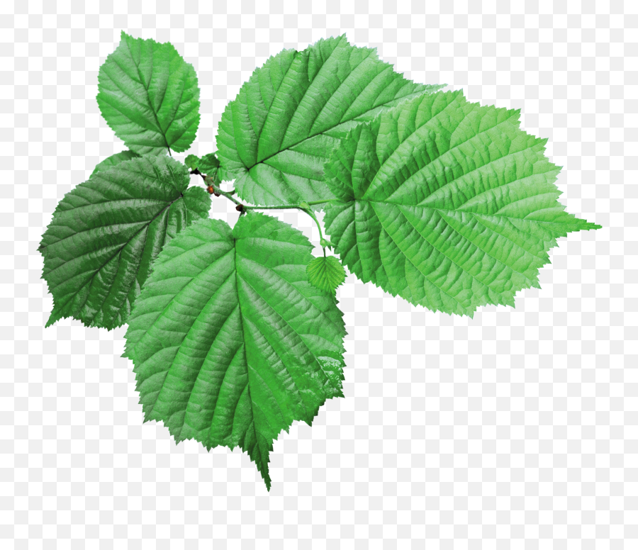 Green Leaves Png Image Leaves Green Leaves Plant Leaves Emoji,Leaves Png
