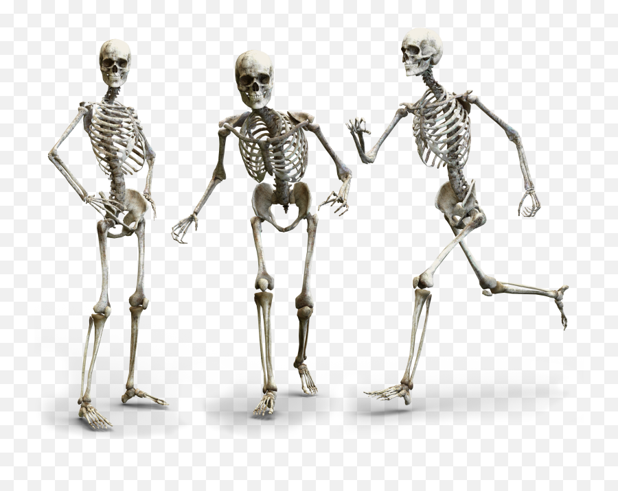 Human Skeleton Anatomy Bones Skeleton Public Domain Image - Happy Skeleton Png Emoji,Skeletal Clipart