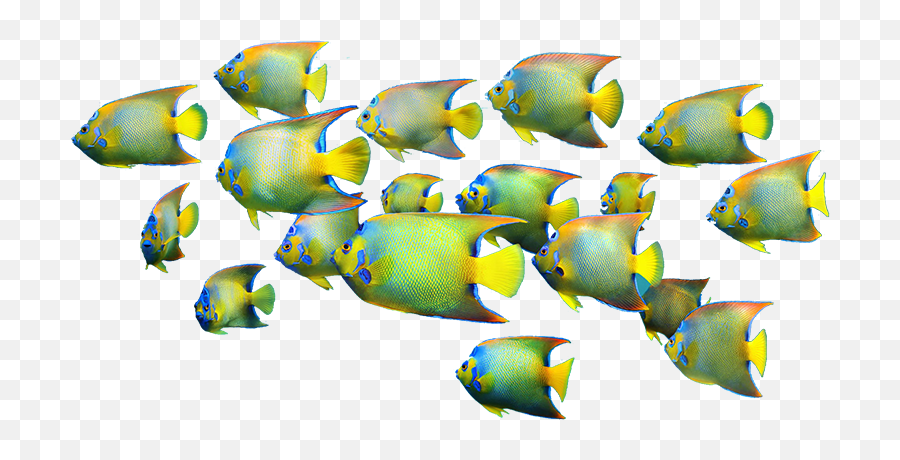 Alignment Emoji,Fishes Png