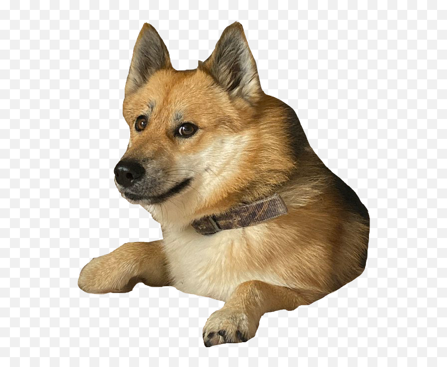 Doge Transparent Background Png - Doge 2 Png Emoji,Doge Png
