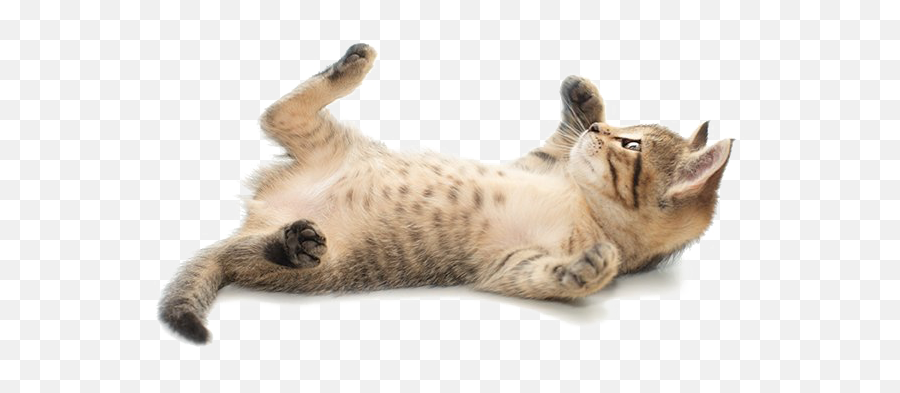 Cute Cat Png Image - Transparent Cat Cat Png Emoji,Cat Png