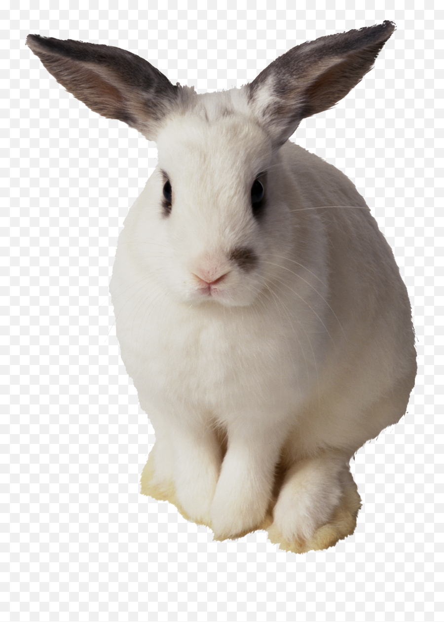 Clipart Farm Bunny Clipart Farm Bunny - Rabbit Transparent Png Emoji,Rabbit Png