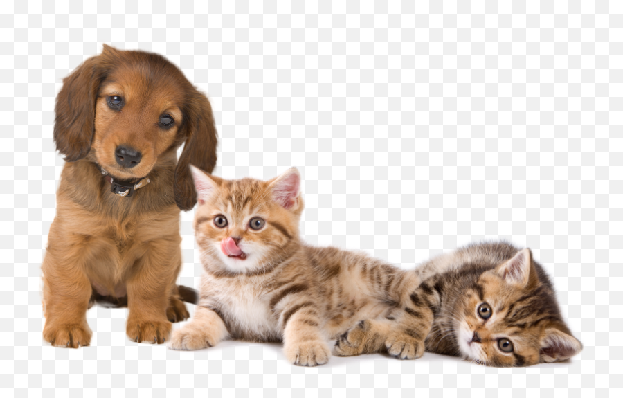 Ancaster Animal Hospital - Png Animals Pics Pet Emoji,Animal Png