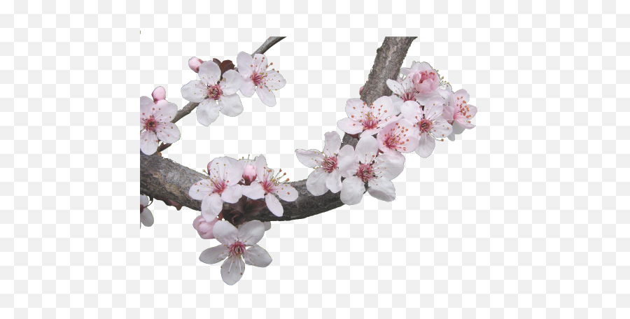 Download Japanese Cherry Blossom Tree - Aesthetic Sakura Tree Png Emoji,Cherry Blossom Transparent