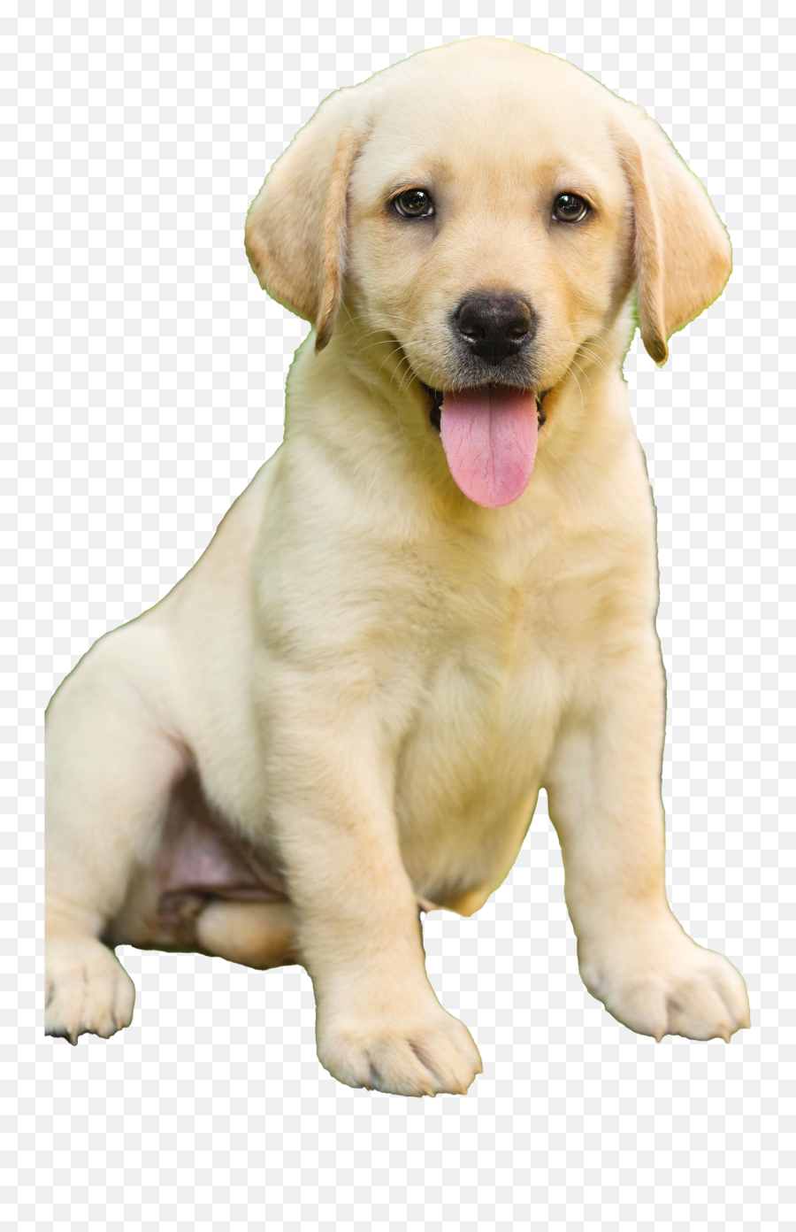 Labrador Retriever Puppy Transparent - Labrador Dog Emoji,Puppy Transparent Background