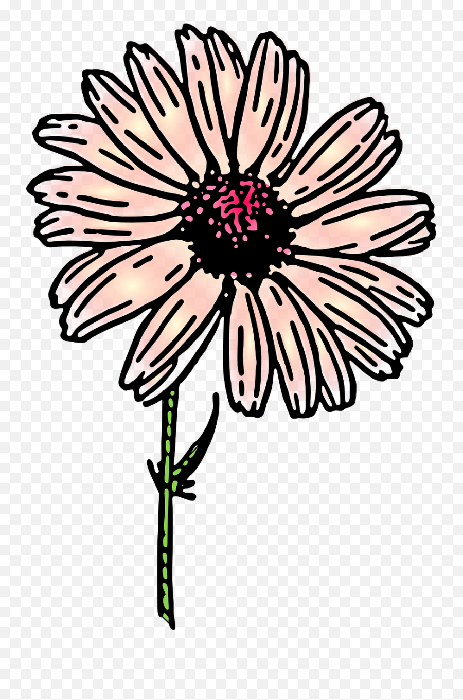 Daisy Flower Nature Plant Png Picpng Emoji,Daisy Flower Png