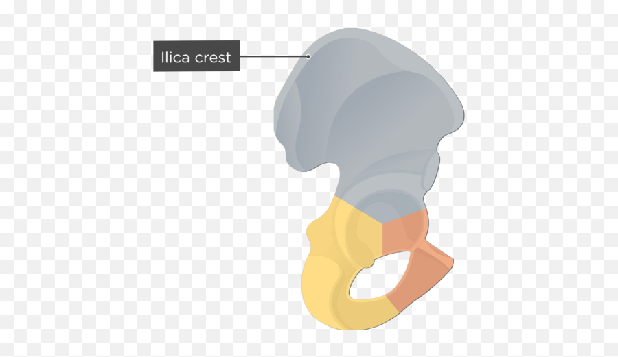 Transparent Bone Colored - Anterior Superior Iliac Spine Crest Bone Emoji,Cooked Turkey Clipart