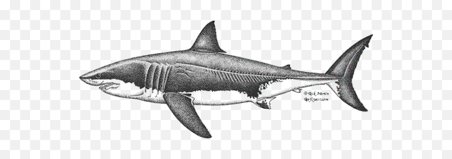 Shark Black And White Biosketch Of The - Great White Shark Profile Sketch Emoji,Shark Clipart Black And White