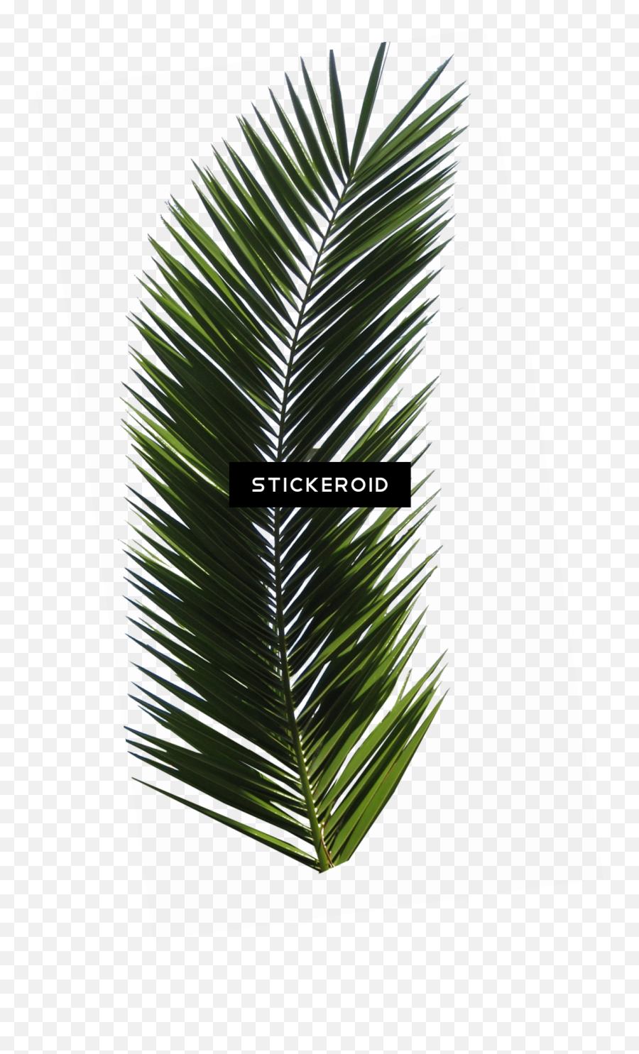 Download Palm Tree - Palm Tree Leaf Png Image With No Palm Tree Leaf Png Emoji,Palm Leaf Png