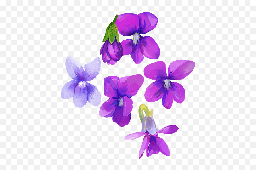 Download Go To Image - Watercolor Purple Flower Transparent Violet Purple Watercolor Flowers Free Emoji,Purple Flower Transparent