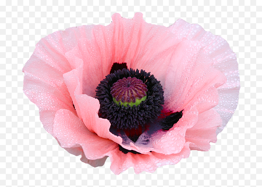 Download Rose Clipart Png Tumblr - Resimli Cumalar Cuma Mesajlar Emoji,Poppy Flower Clipart