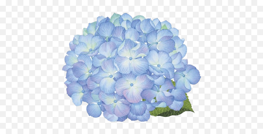 Hydrangea Png Picture - Transparent Hydrangeas Flower Png Emoji,Hydrangea Png