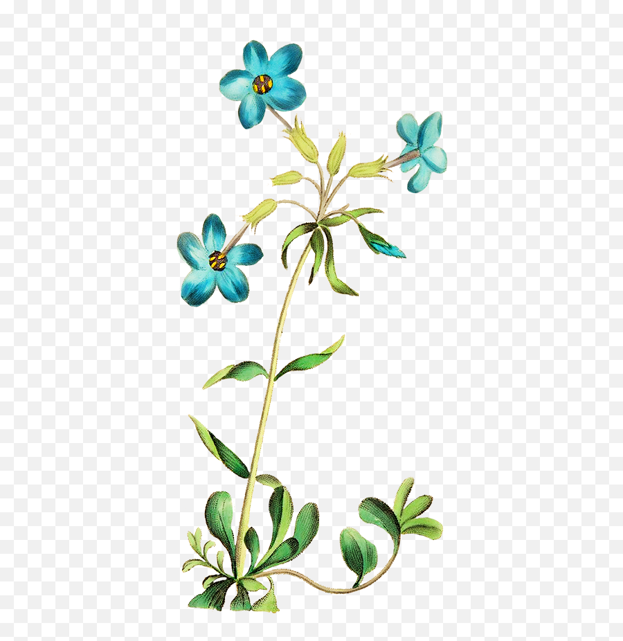 Flower Png Images Blue Transparent Png Emoji,Blue Flower Png