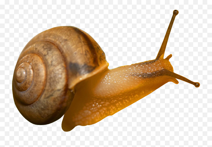 Snails Icon Clipart Web Icons Png - Snail Jpeg Emoji,Snail Clipart