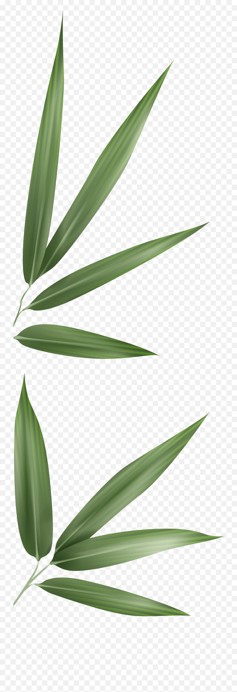 Are You Alright Mental Health Check During A Covid - 19 Emoji,Bamboo Leaves Png