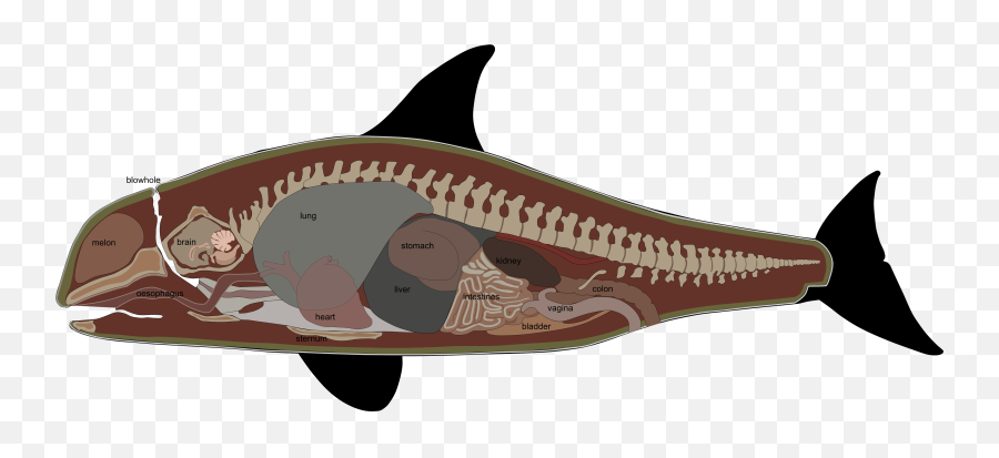 Fileorca Internal Anatomysvg - Wikimedia Commons Emoji,Orca Png