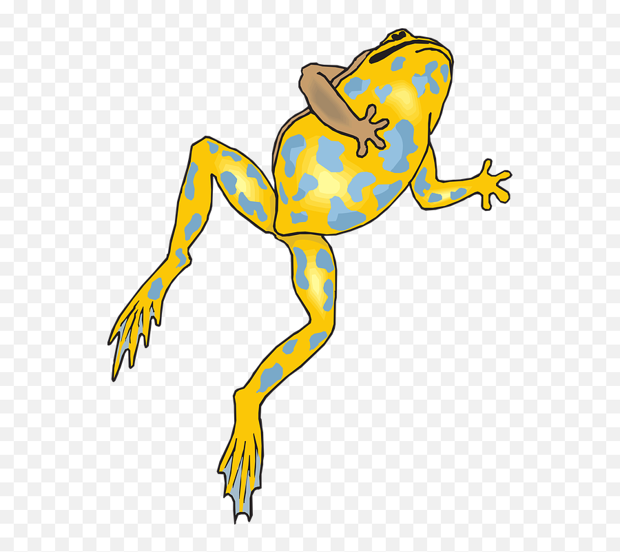 Frog Amphibian Rainforest - Free Vector Graphic On Pixabay Emoji,Tadpoles Clipart