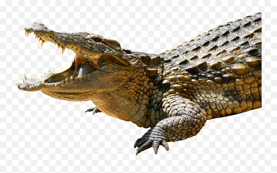 Image - Crocodile Png Transparent Cartoon Jingfm Transparent Crocodile Png Emoji,Crocodile Clipart