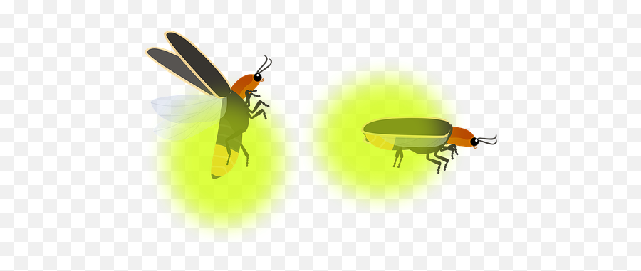 Firefly Cartoon Png Clipart Background - Parasitism Emoji,Firefly Clipart
