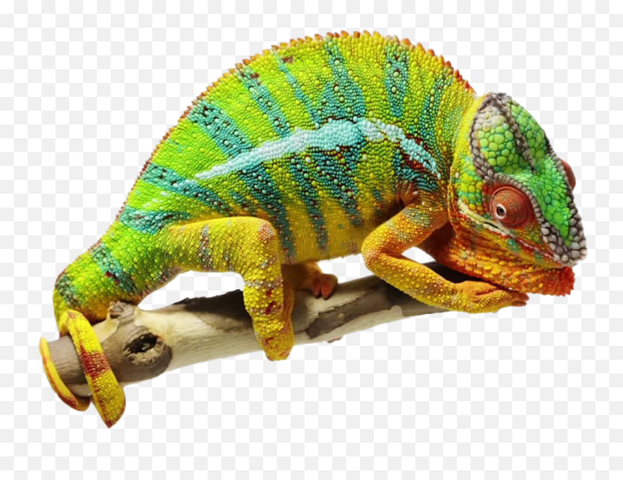Real Chameleon Png Free Download - Chameleon Vs Bearded Dragon Emoji,Chameleon Png