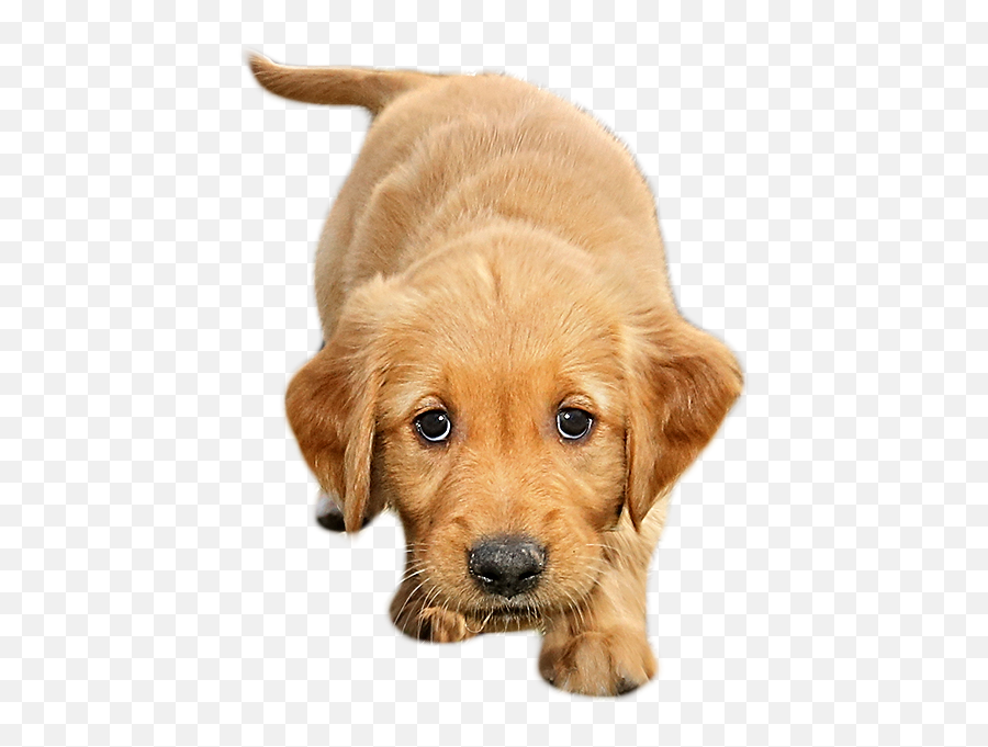 Special Puppy Images Emoji,Puppy Transparent Background