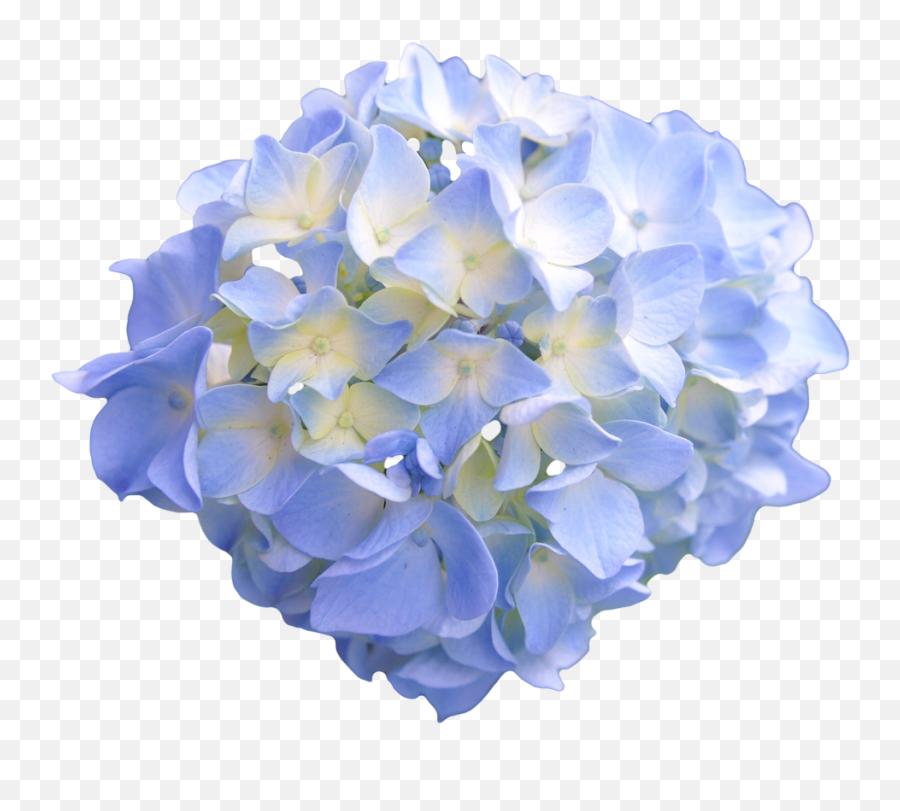Hydrangea Png Pic - Light Blue Flower No Background Emoji,Hydrangea Png