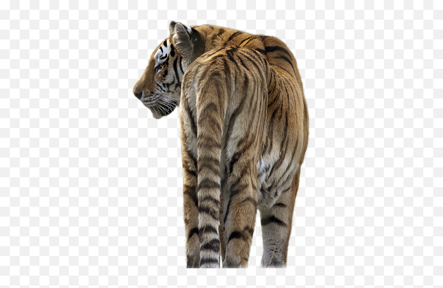Download Tiger Transparent - Tiger From Back Png Emoji,Tiger Png