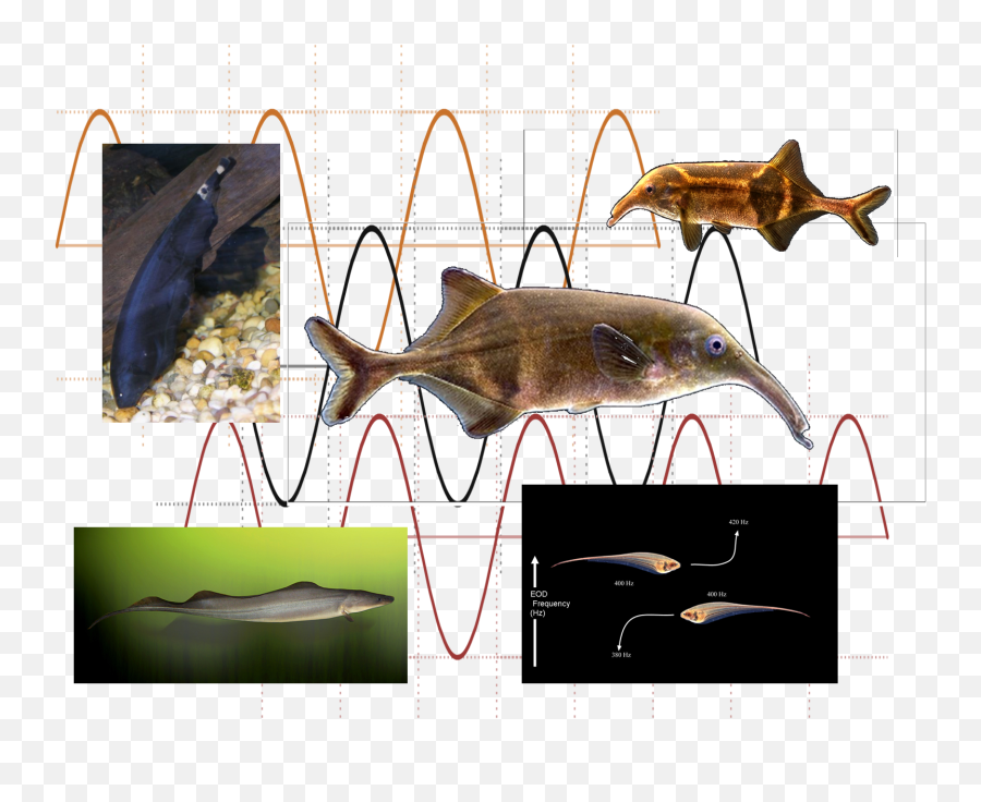 Electric Fishes Emoji,Fishes Png